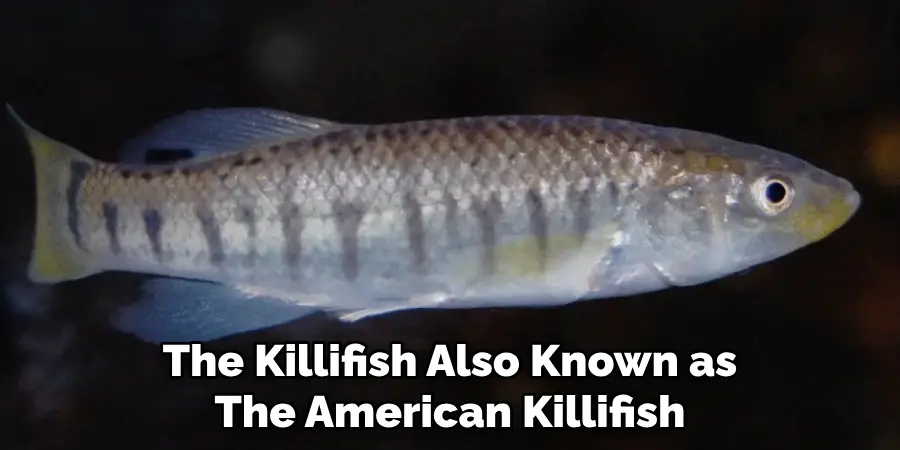 The Killifish Also Known as The American Killifish