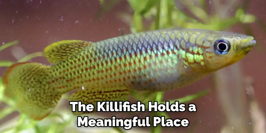 The Killifish Holds a Meaningful Place
