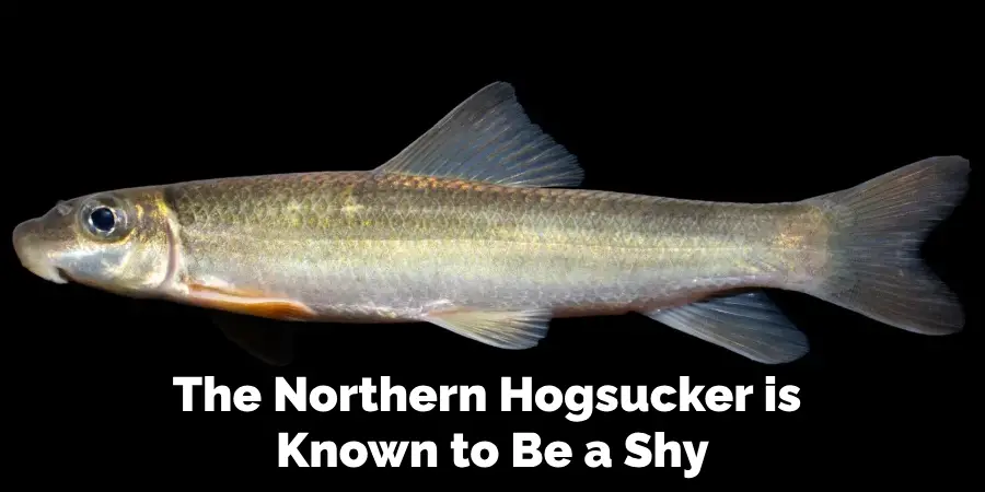 The Northern Hogsucker is 
Known to Be a Shy