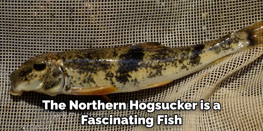 The Northern Hogsucker is a Fascinating Fish