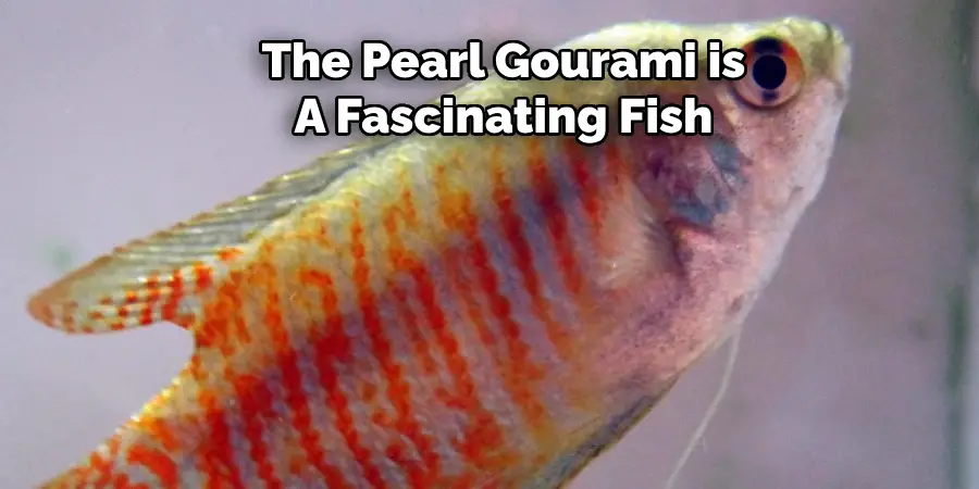 The Pearl Gourami is A Fascinating Fish