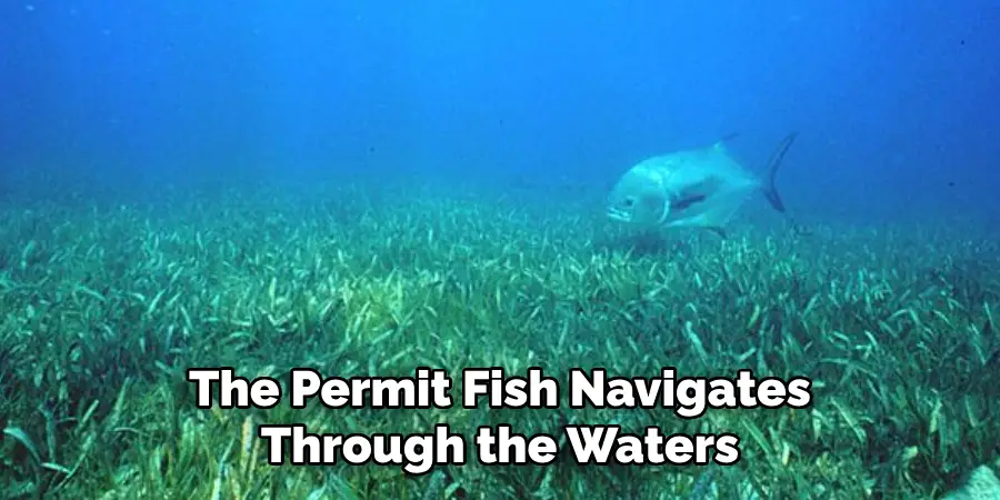 The Permit Fish Navigates Through the Waters