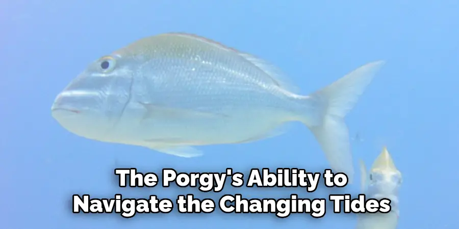 The Porgy's Ability to Navigate the Changing Tides