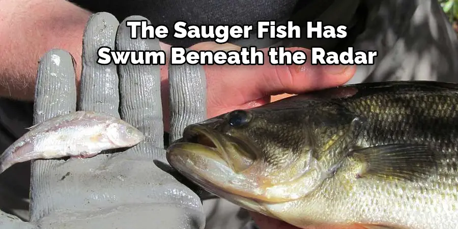 The Sauger Fish Has Swum Beneath the Radar