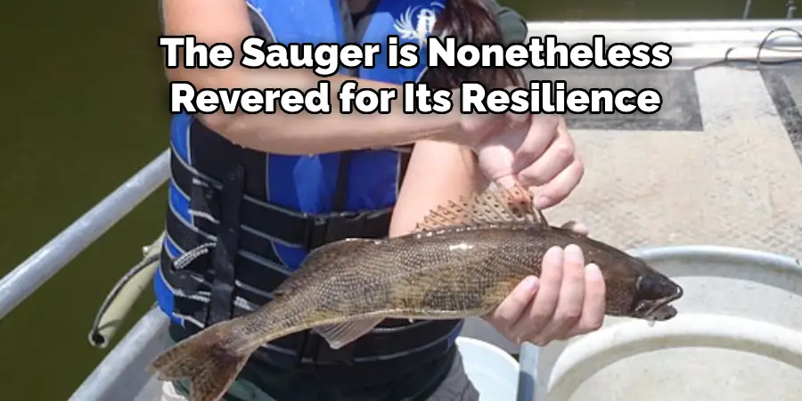 The Sauger is Nonetheless Revered for Its Resilience