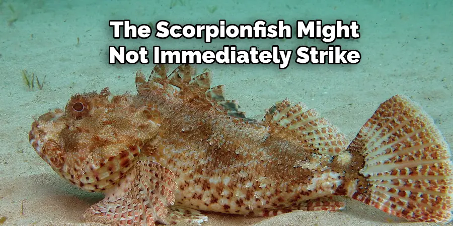 The Scorpionfish Might Not Immediately Strike