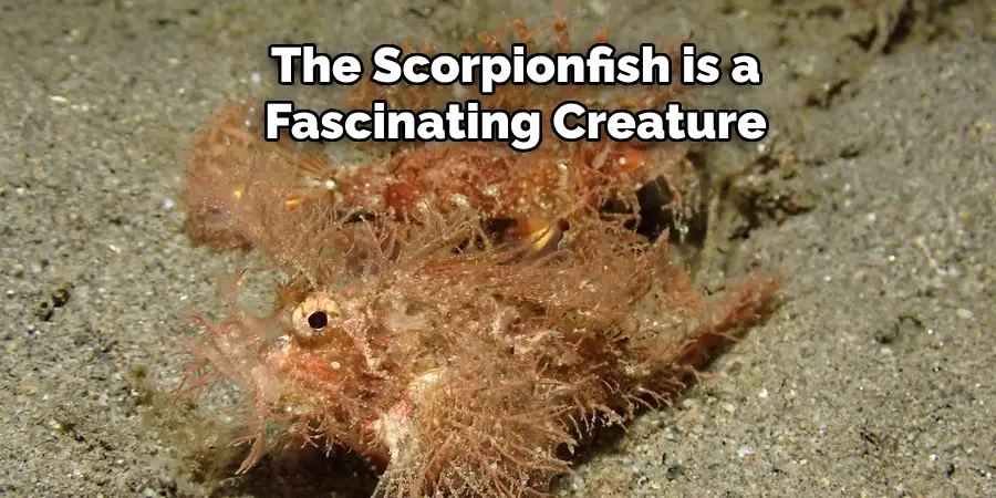 The Scorpionfish is a Fascinating Creature