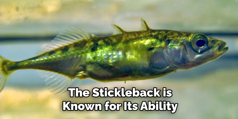 The Stickleback is Known for Its Ability