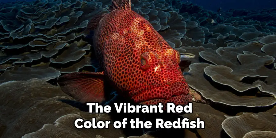 The Vibrant Red Color of the Redfish