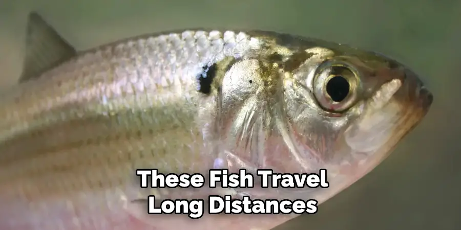 These Fish Travel Long Distances