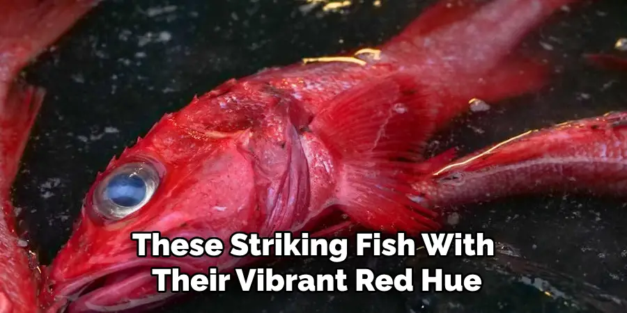 These Striking Fish With Their Vibrant Red Hue