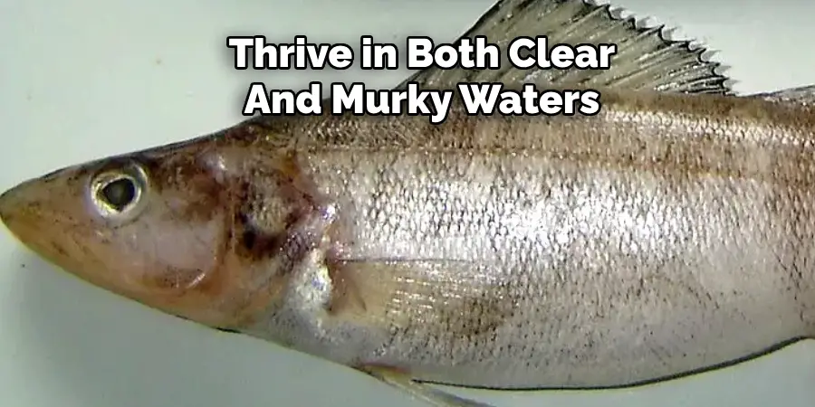 Thrive in Both Clear And Murky Waters