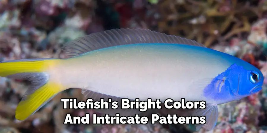 Tilefish's Bright Colors And Intricate Patterns