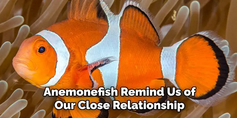 Anemonefish Remind Us of Our Close Relationship