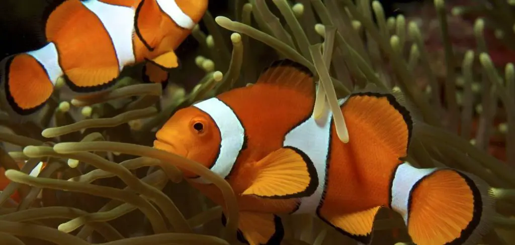 Anemonefish Spiritual Meaning