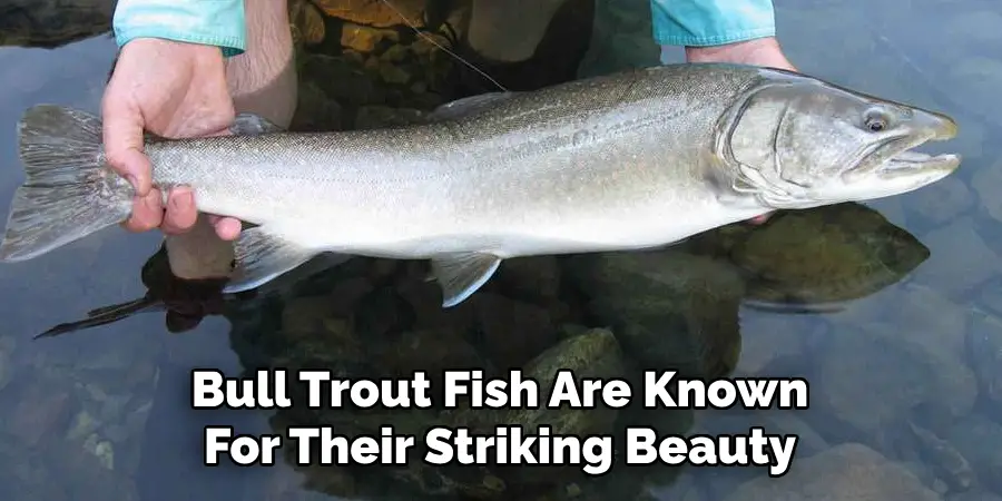 Bull Trout Fish Are Known For Their Striking Beauty