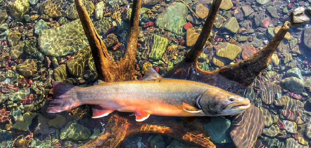 Bull Trout Spiritual Meaning