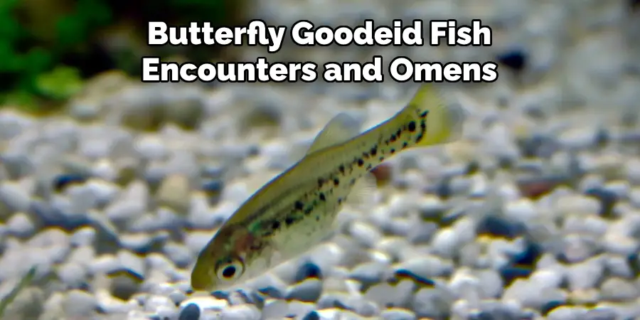 Butterfly Goodeid Fish 
Encounters and Omens