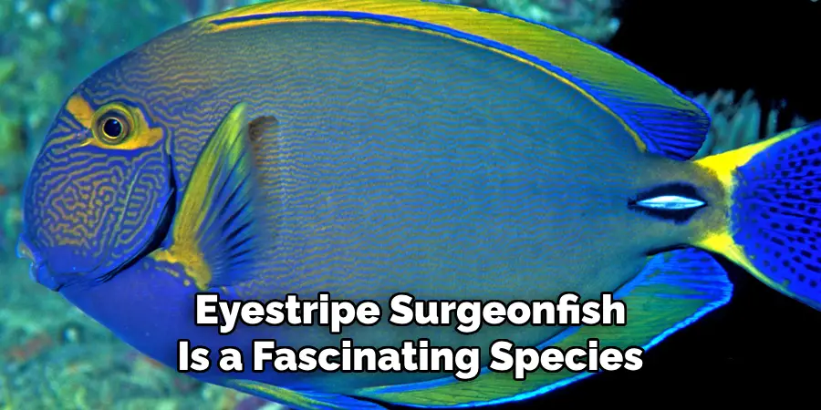 Eyestripe Surgeonfish Is a Fascinating Species