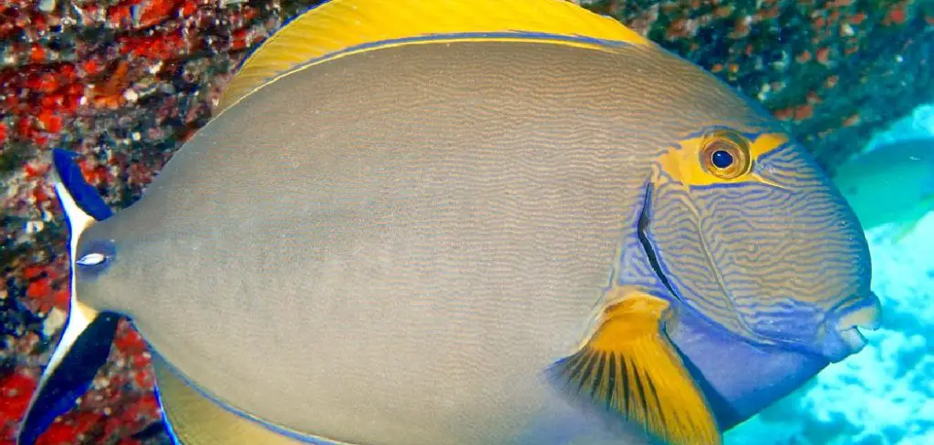 Eyestripe Surgeonfish Spiritual Meaning