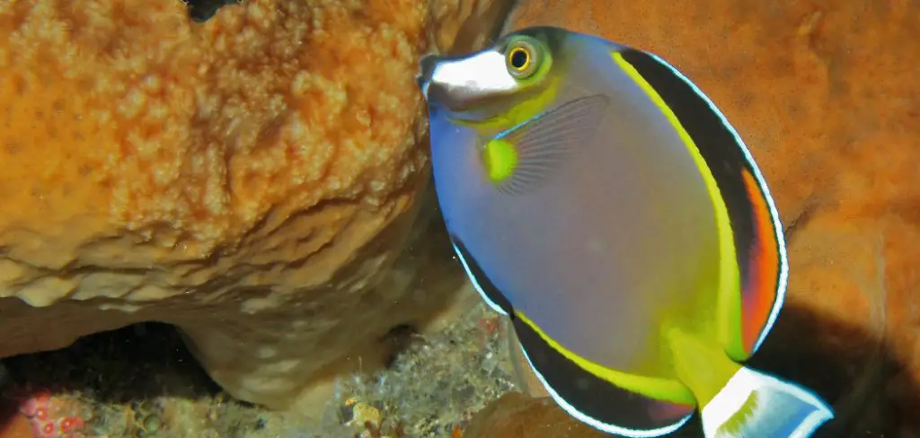 Japan Surgeonfish Spiritual Meaning