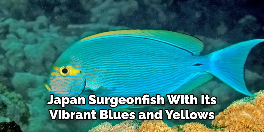 Japan Surgeonfish With Its Vibrant Blues and Yellows