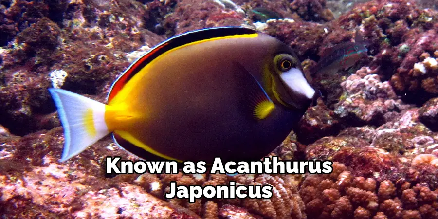 Known as Acanthurus Japonicus