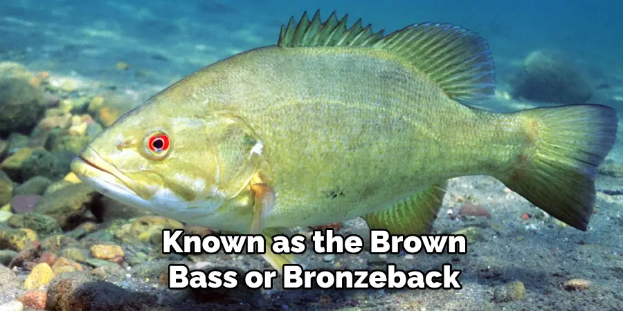 Known as the Brown Bass or Bronzeback