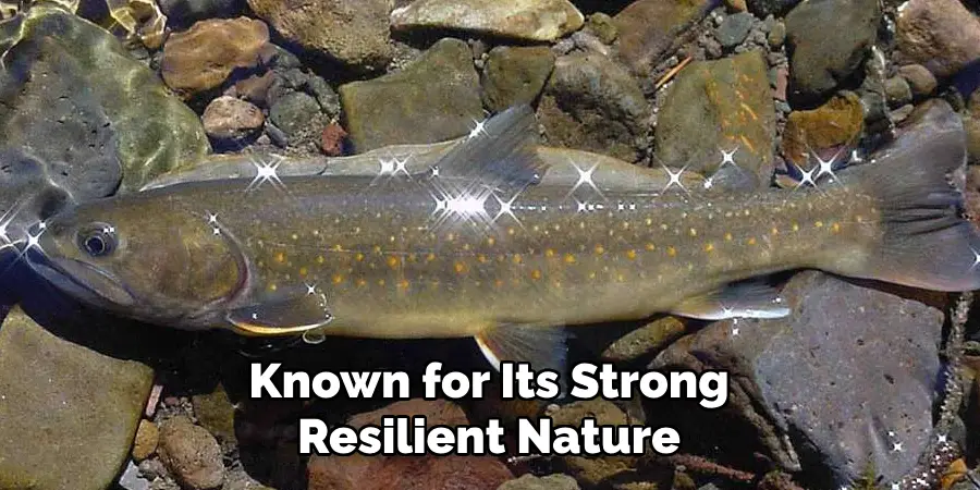 Known for Its Strong Resilient Nature