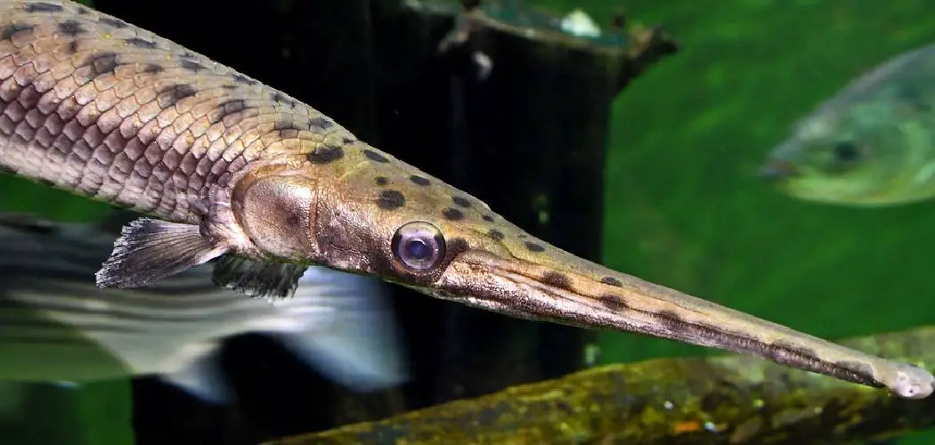 Longnose Gar Spiritual Meaning