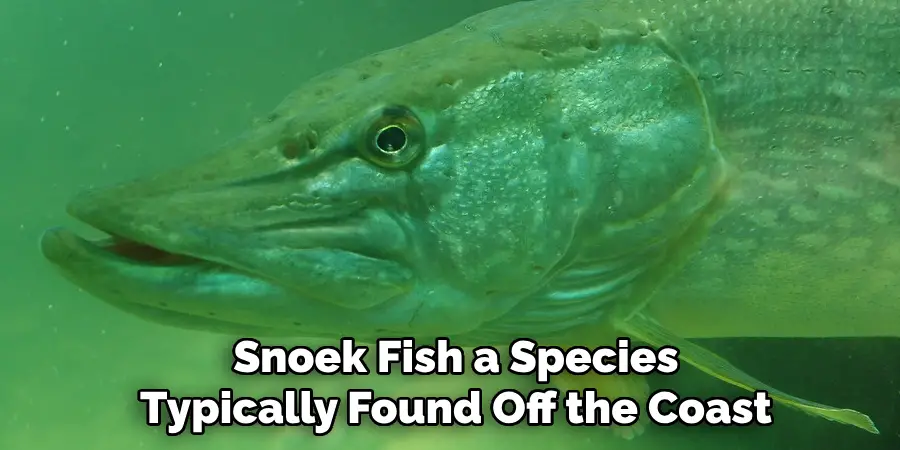 Snoek Fish a Species Typically Found Off the Coast