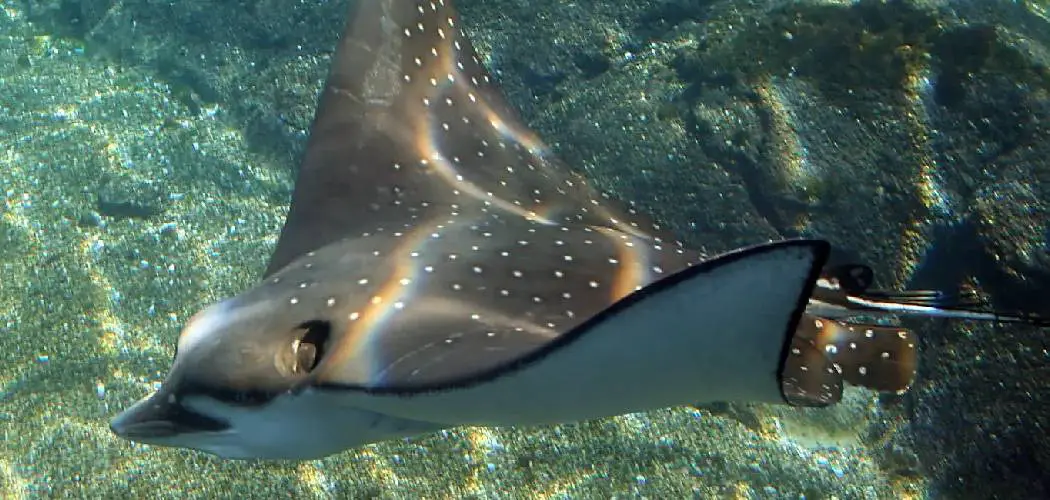 Spotted Eagle Ray Spiritual Meaning