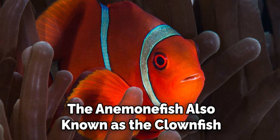 The Anemonefish Also Known as the Clownfish