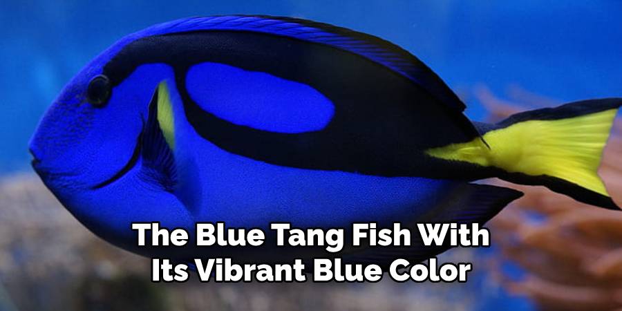 The Blue Tang Fish With Its Vibrant Blue Color