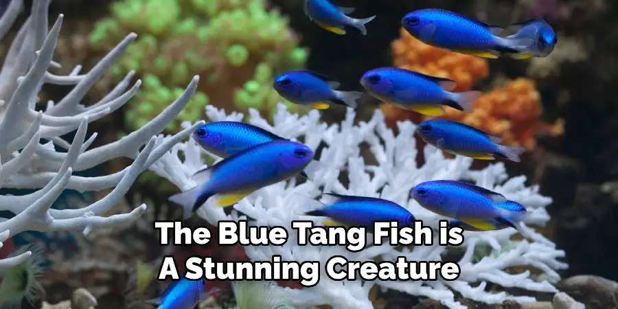 The Blue Tang Fish is 
A Stunning Creature