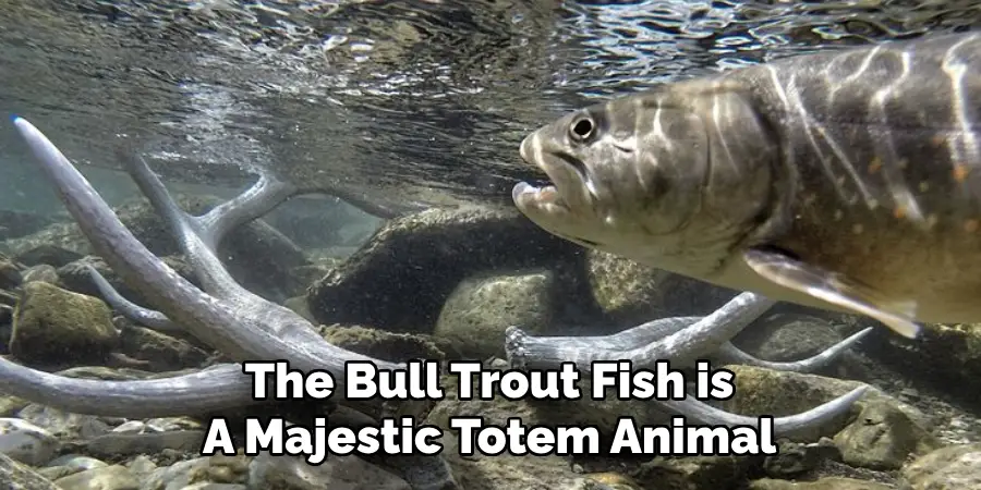 The Bull Trout Fish is A Majestic Totem Animal