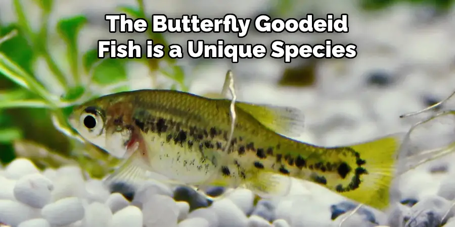 The Butterfly Goodeid 
Fish is a Unique Species