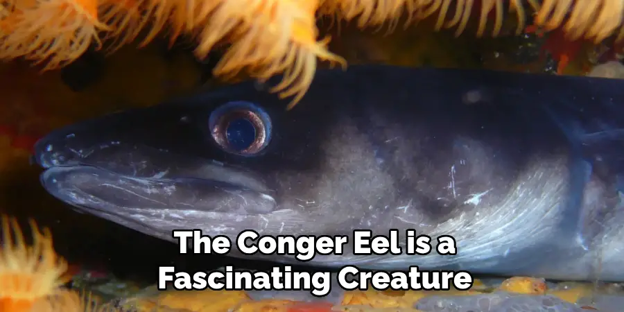 The Conger Eel is a Fascinating Creature