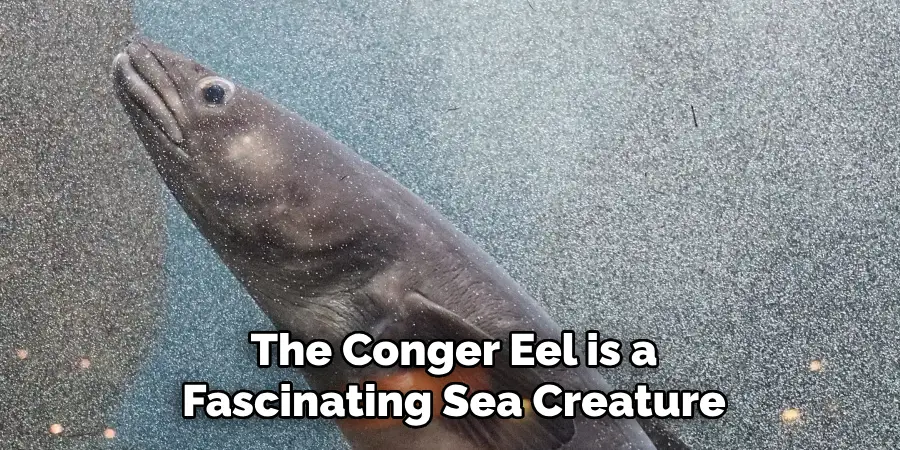 The Conger Eel is a Fascinating Sea Creature