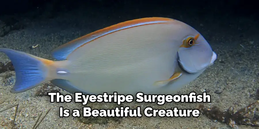 The Eyestripe Surgeonfish Is a Beautiful Creature