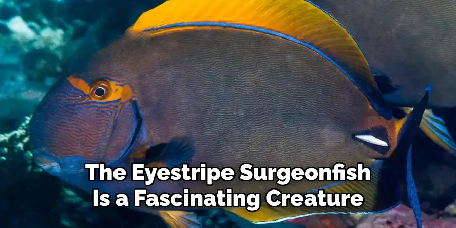 The Eyestripe Surgeonfish Is a Fascinating Creature