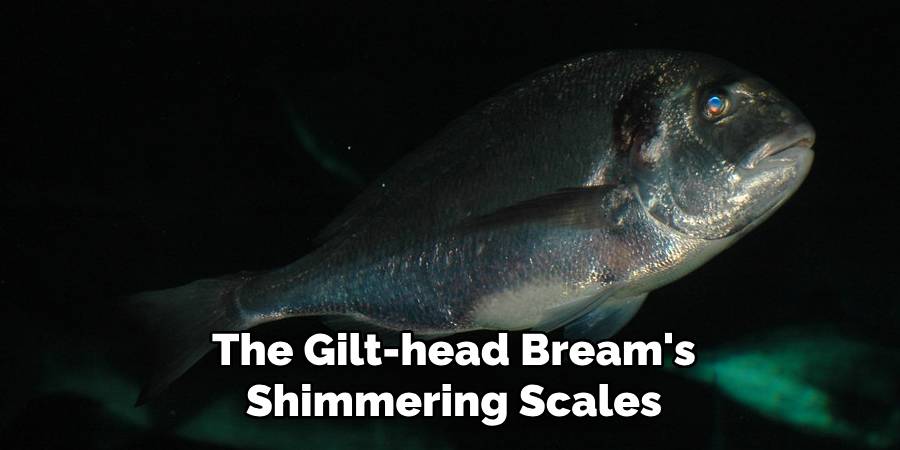 The Gilt-head Bream's Shimmering Scales