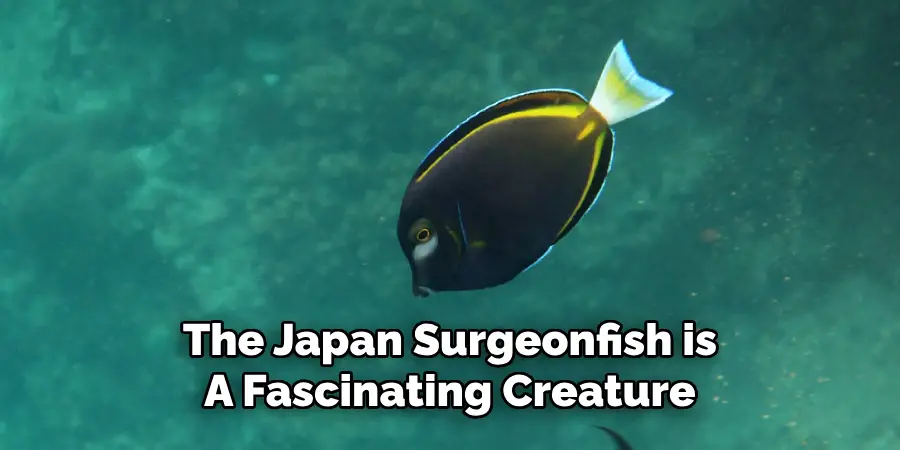 The Japan Surgeonfish is A Fascinating Creature