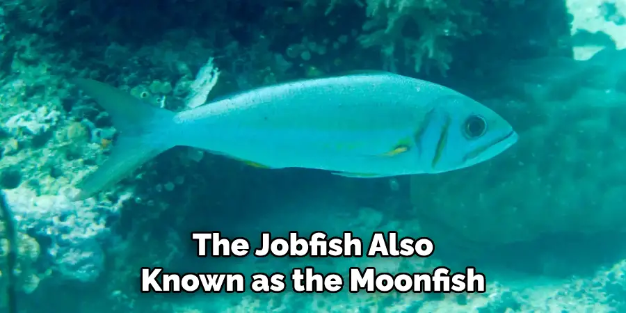 The Jobfish Also Known as the Moonfish