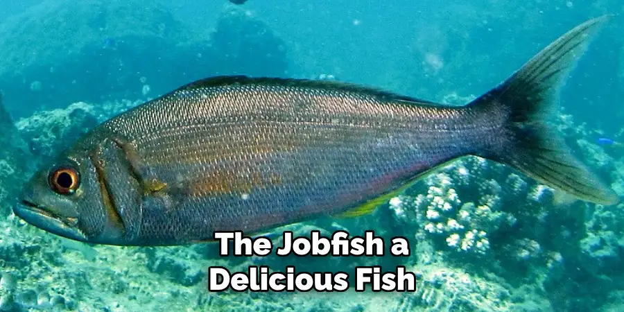 The Jobfish a Delicious Fish