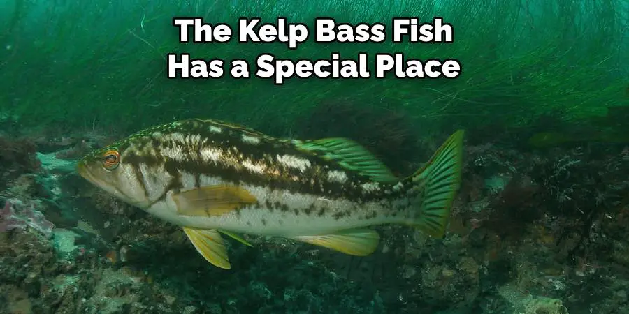 The Kelp Bass Fish Has a Special Place