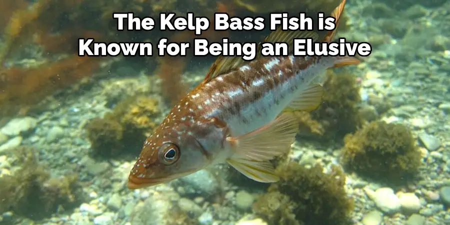 The Kelp Bass Fish is Known for Being an Elusive