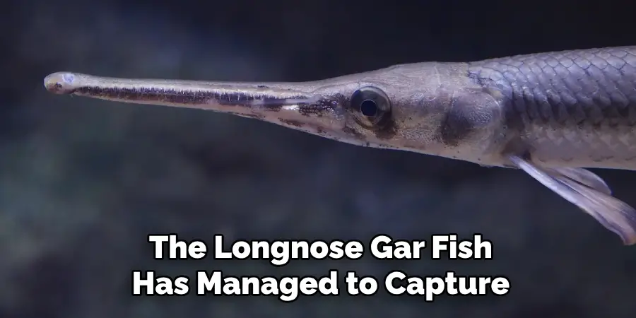 The Longnose Gar Fish Has Managed to Capture