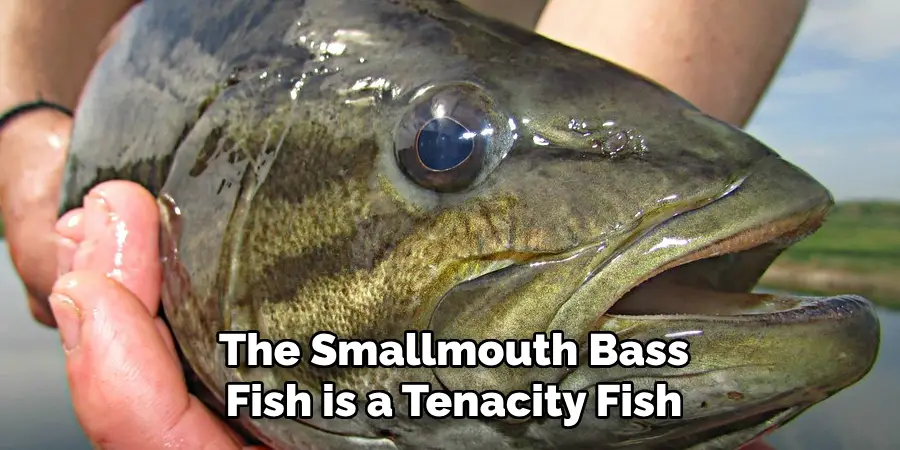 The Smallmouth Bass Fish is a Tenacity Fish