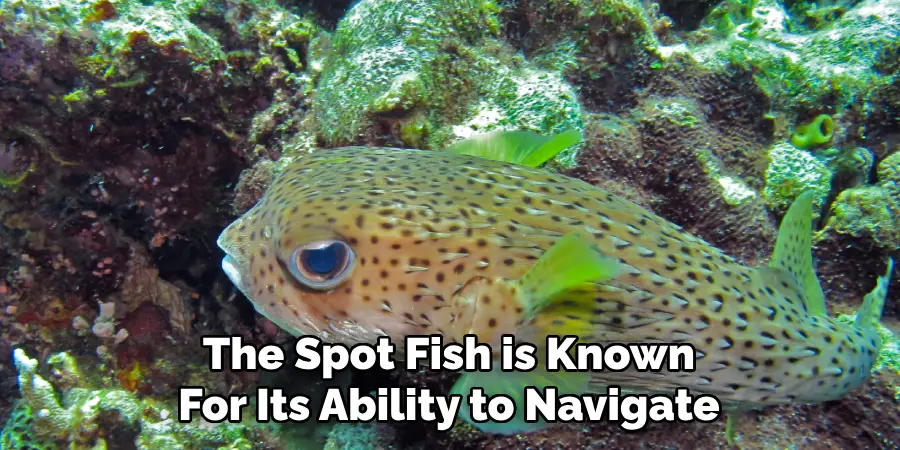 The Spot Fish is Known For Its Ability to Navigate